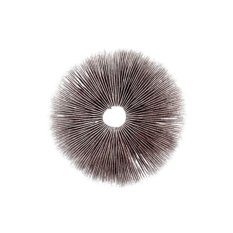 spore print