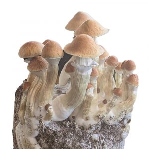 jedi mind fuck mushroom spores for sale