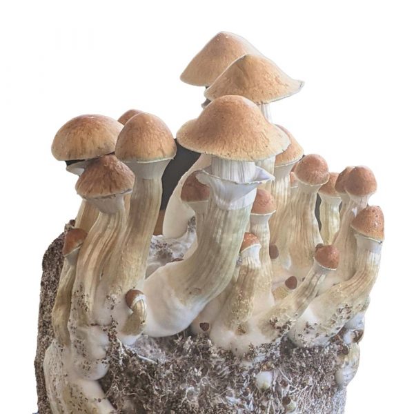 jedi mind fuck mushroom spores for sale