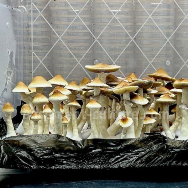vader 6 magic mushroom spores