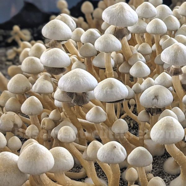 Albino A+ mushroom cultures
