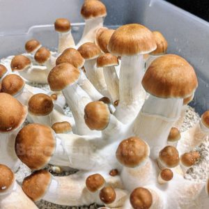 penis envy 6 culture. PE6 mushroom