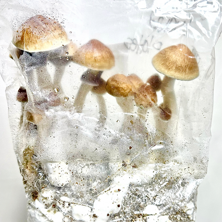 Gamma Wave Spore Syringe Psilocybe Cubensis Spores Microscopy Kit
