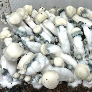 Blue brain mushroom spores
