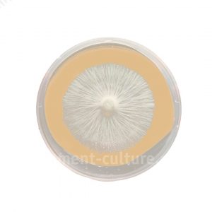 mycelium agar cultures for study
