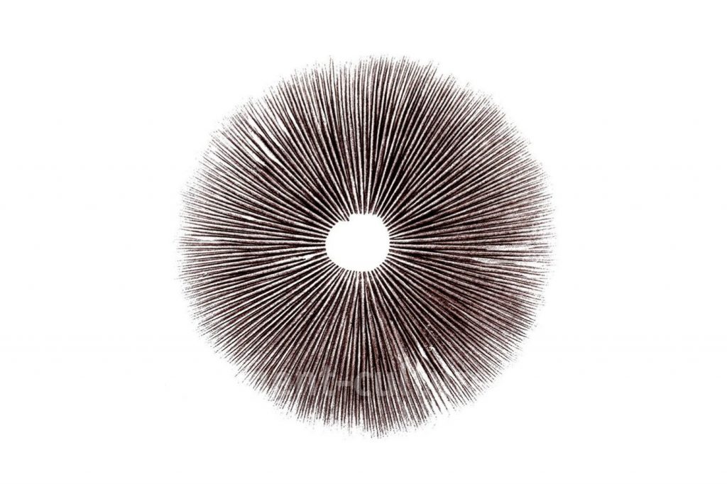 buy mushroom spore prints online at basement-culture.com