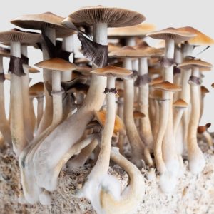 Golden Teacher Mushroom Spores and cultures