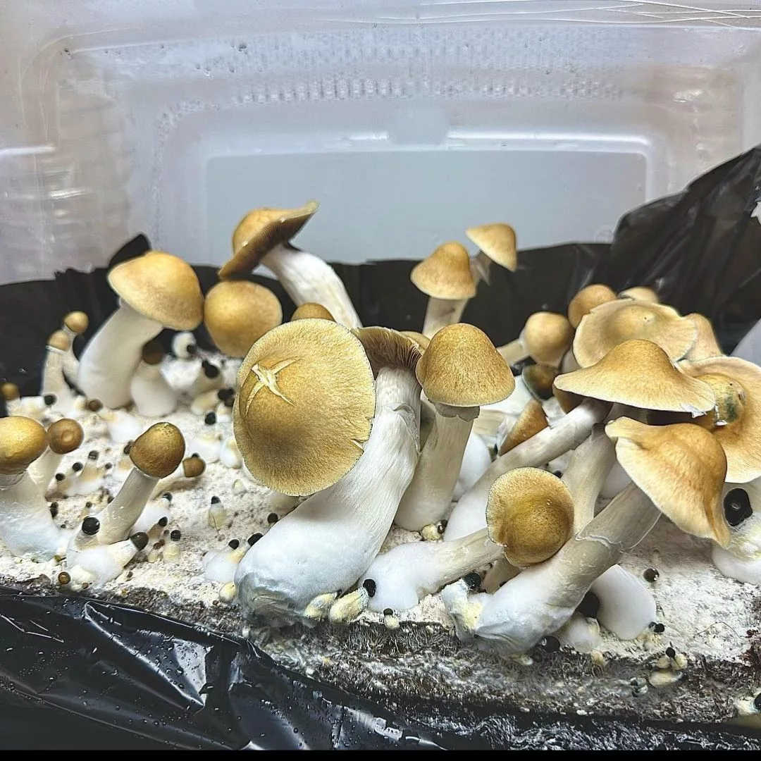 machine elf mushroom, p. cubensis