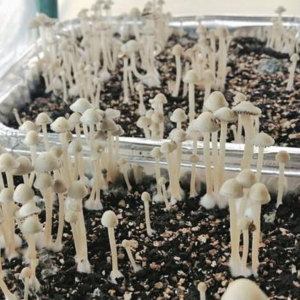 Panaeolus Cyanescens “British Virgin Islands”, Pan Cyan Exotic Magic Mushroom Genetics