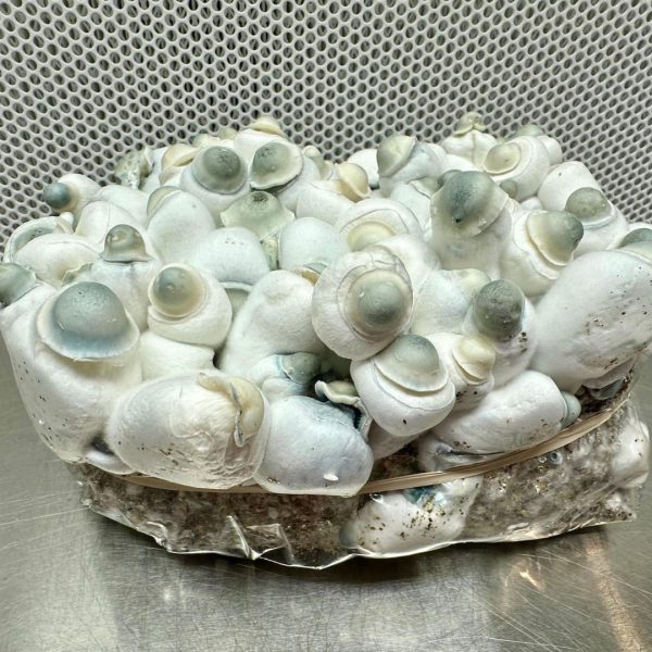 Pearly Gates - Image 3