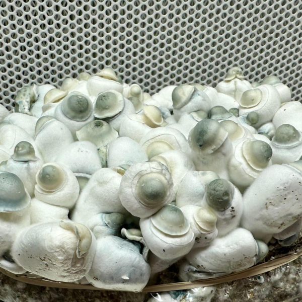 Pearly Gates - Image 2