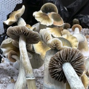 Yumbo Yoshi mushroom