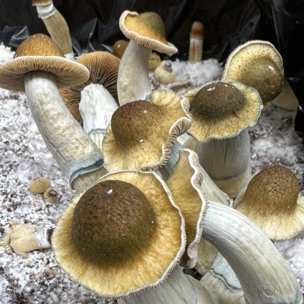 Yellow Umbo mushroom genetics
