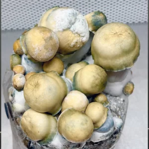 Blue Storm Mushrooms