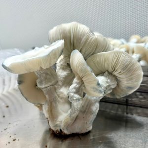 Phobos mushroom spore syringe and isolations