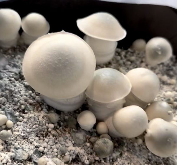 Haole mushrooms