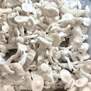 stormtrooper p. cubensis mushroms growing in a monotub