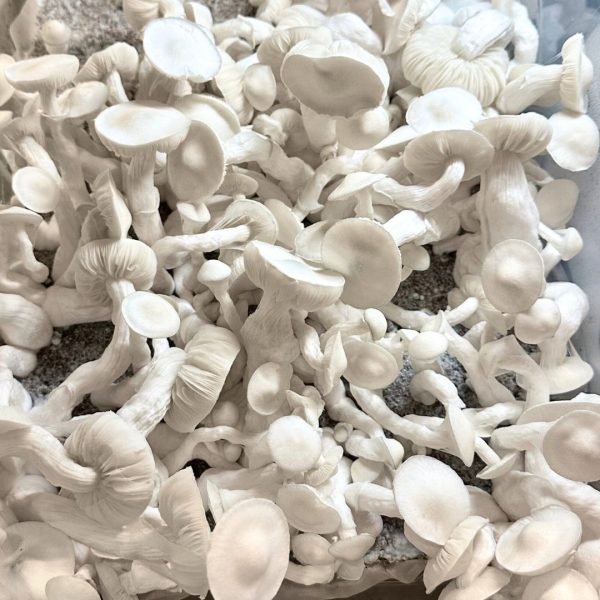 stormtrooper p. cubensis mushroms growing in a monotub