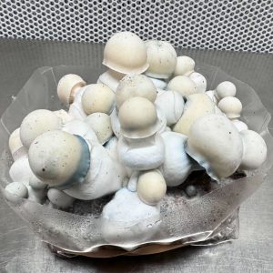 Albino emerald gates mushroom