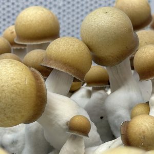 Makilla Gorilla liquid cultures and genetics